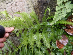 Pteris