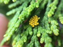 Harmonia axyridis