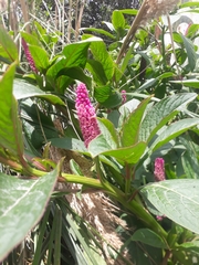 Phytolacca bogotensis