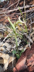 Pterostylis boormanii