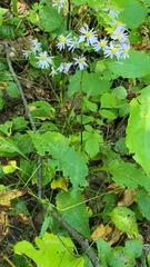 Symphyotrichum ciliolatum