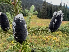 Abies lasiocarpa