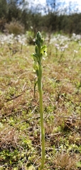 Pterostylis bicolor