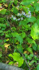 Symphyotrichum ciliolatum