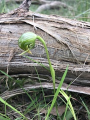 Pterostylis nutans