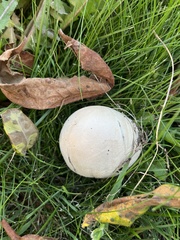 Lycoperdon pratense