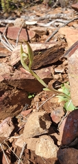 Pterostylis boormanii