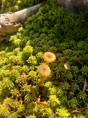 Sphagnum capillifolium