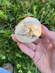 Lycoperdon pratense