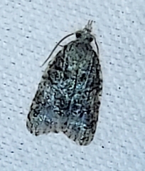 Platynota idaeusalis