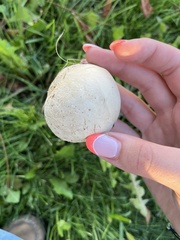 Lycoperdon pratense