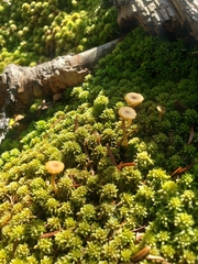Sphagnum capillifolium