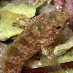 Hypsoblennius gilberti