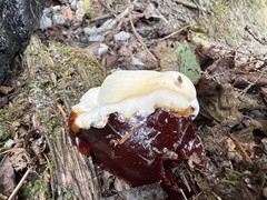 Ganoderma oregonense