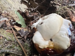 Ganoderma oregonense