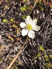 Anemonastrum sibiricum