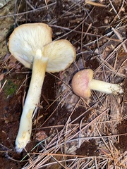 Tricholomopsis rutilans