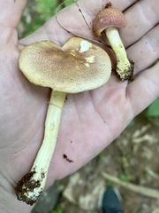 Tricholomopsis rutilans