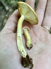 Tricholomopsis rutilans