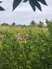 Phoenicopterus ruber