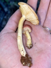 Tricholomopsis rutilans