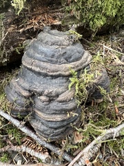 Hypomyces aurantius