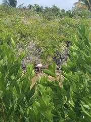 Phoenicopterus ruber