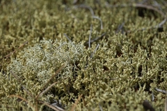 Cladonia uncialis