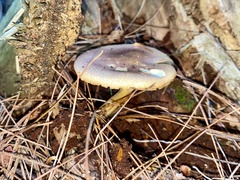 Tricholomopsis rutilans