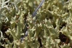 Cladonia uncialis