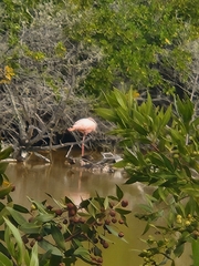 Phoenicopterus ruber