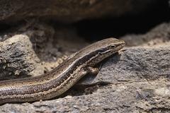 Ablepharus himalayanus