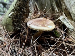 Tricholomopsis rutilans