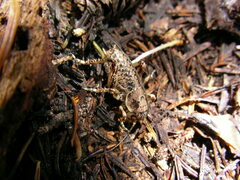 Cyphoderris monstrosa