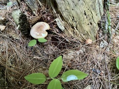 Tricholomopsis rutilans