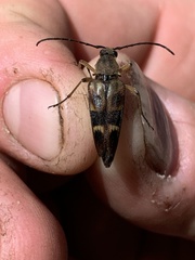 Etorofus obliteratus