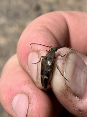 Etorofus obliteratus