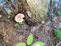 Tricholomopsis rutilans
