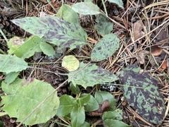 Hieracium murorum