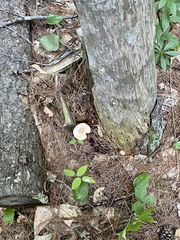 Tricholomopsis rutilans