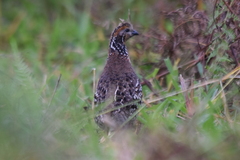 Colinus cristatus