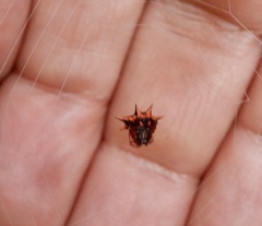 Macracantha