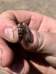 Etorofus obliteratus