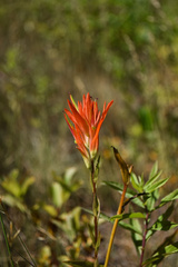 Castilleja miniata
