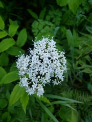 Valeriana
