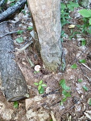 Tricholomopsis rutilans