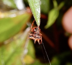 Macracantha