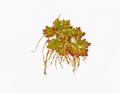 Azolla