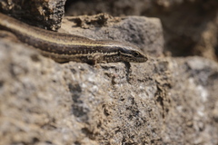 Ablepharus himalayanus