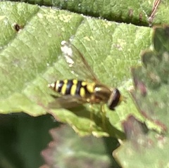 Syrphus opinator